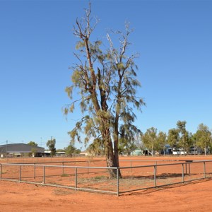 Corroboree Tree 