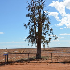 Corroboree Tree 