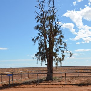 Corroboree Tree 