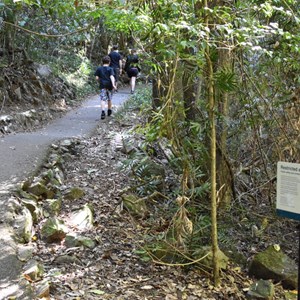 Natural Bridge, Springbrook National Park