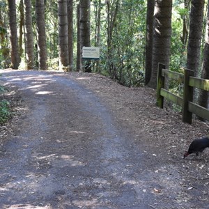 Natural Bridge, Springbrook National Park