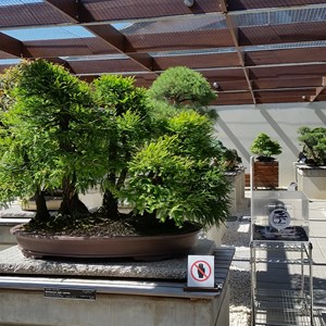Inside the Arboretum - bonsai gallery