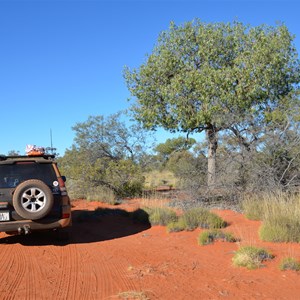 Desert Kurrajong