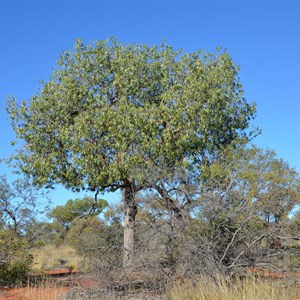 Desert Kurrajong
