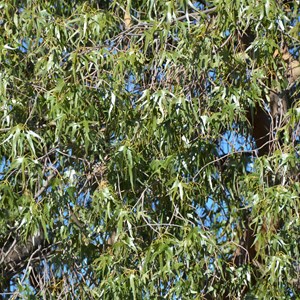 Desert Kurrajong