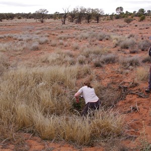 Aboriginal Native Well 
