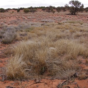 Aboriginal Native Well 