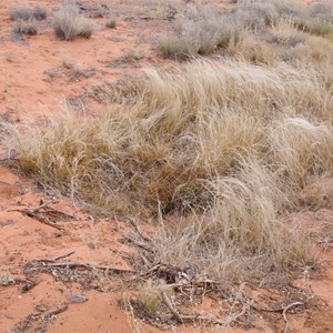 Aboriginal Native Well 