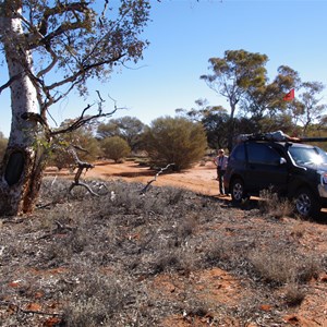 Coolamon Blaze Tree