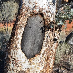 Coolamon Blaze Tree