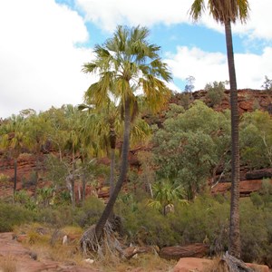 Palm Valley
