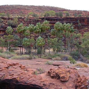 Palm Valley