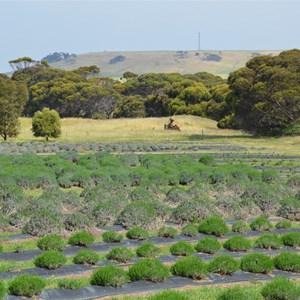 Emu Bay Lavender Farm