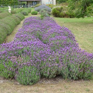 Kangaroo Island Lavender Farm