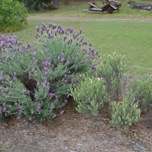 Kangaroo Island Lavender Farm