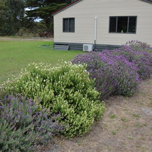 Kangaroo Island Lavender Farm