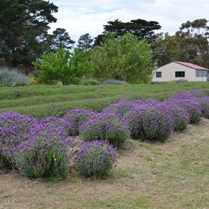 Kangaroo Island Lavender Farm
