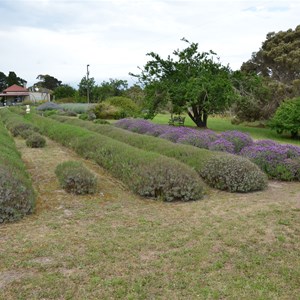 Kangaroo Island Lavender Farm