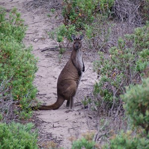 D’Estrees Bay Self-guided Drive - Stop 6 - Old Threshing Floor and Tadpole Cove 