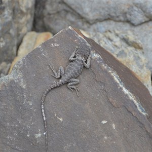 Stone Cairn - Snake Lagoon Hike