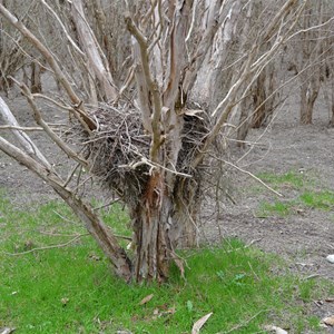 Murray Lagoon - Timber Creek Hike