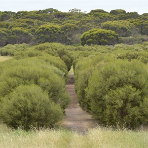 Bald Hill