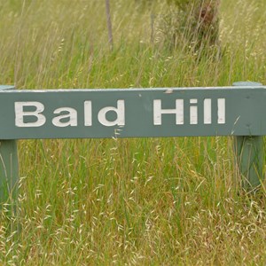 Bald Hill