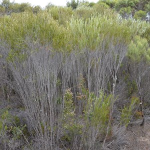 Beyeria Conservation Park Walk - Stop 1