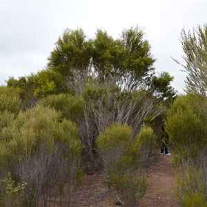 Beyeria Conservation Park Walk - Stop 2