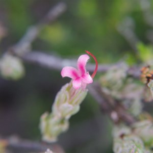 Beyeria Conservation Park Walk - Stop 3