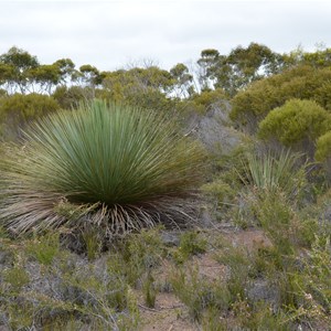 Beyeria Conservation Park Walk - Stop 3