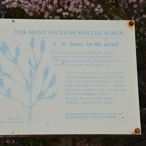 Beyeria Conservation Park Walk - Stop 3
