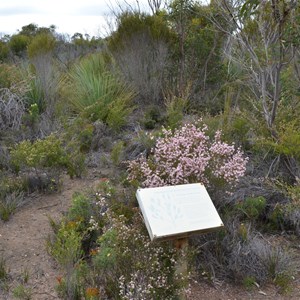 Beyeria Conservation Park Walk - Stop 3