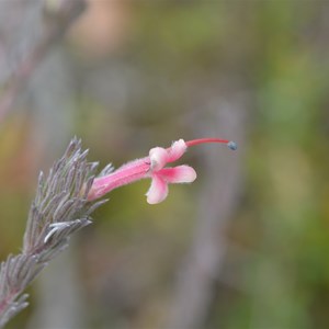Beyeria Conservation Park Walk - Stop 3