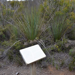 Beyeria Conservation Park Walk - Stop 4