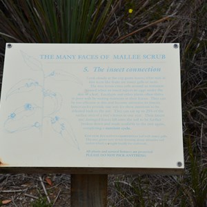 Beyeria Conservation Park Walk - Stop 5