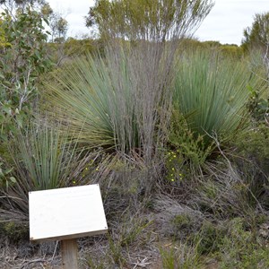 Beyeria Conservation Park Walk - Stop 5