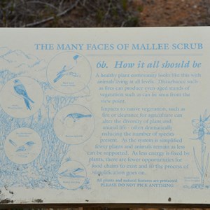 Beyeria Conservation Park Walk - Stop 6b
