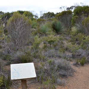 Beyeria Conservation Park Walk - Stop 6b