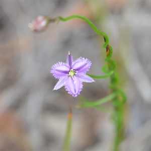 Beyeria Conservation Park Walk - Stop 7