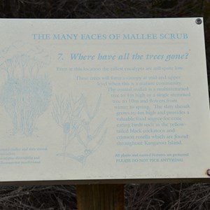 Beyeria Conservation Park Walk - Stop 7