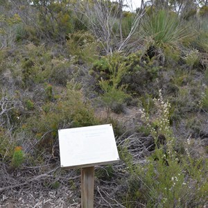 Beyeria Conservation Park Walk - Stop 8 