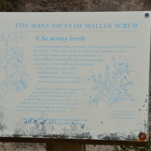 Beyeria Conservation Park Walk - Stop 9