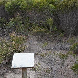 Beyeria Conservation Park Walk - Stop 9