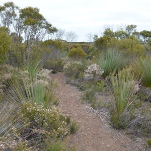 Beyeria Conservation Park Walk - Stop 10