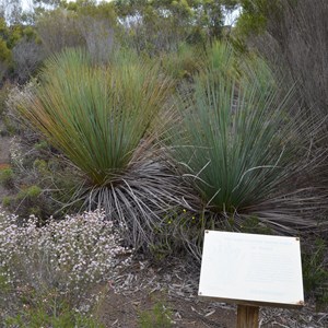 Beyeria Conservation Park Walk - Stop 10