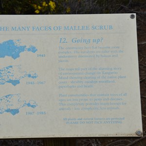 Beyeria Conservation Park Walk - Stop 12