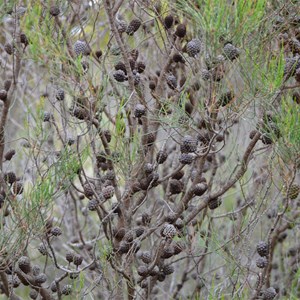 Beyeria Conservation Park Walk - Stop 12