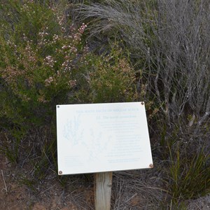 Beyeria Conservation Park Walk - Stop 13