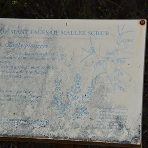 Beyeria Conservation Park Walk - Stop 16